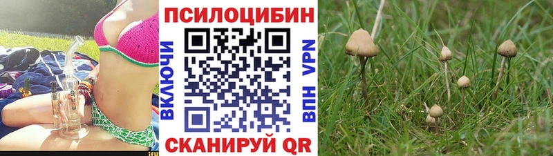 кракен как войти  где купить наркотик  Чудово  Псилоцибиновые грибы мицелий 